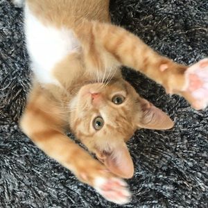 Meet your Posher, Erika